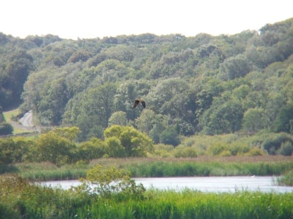 Western Marsh Harrier photographed by Jess