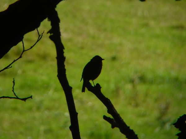 Common Chiffchaff photographed by Jess