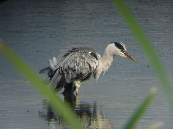 Grey Heron photographed by Jess