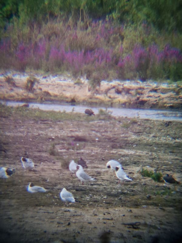 Black-headed Gull photographed by Jess