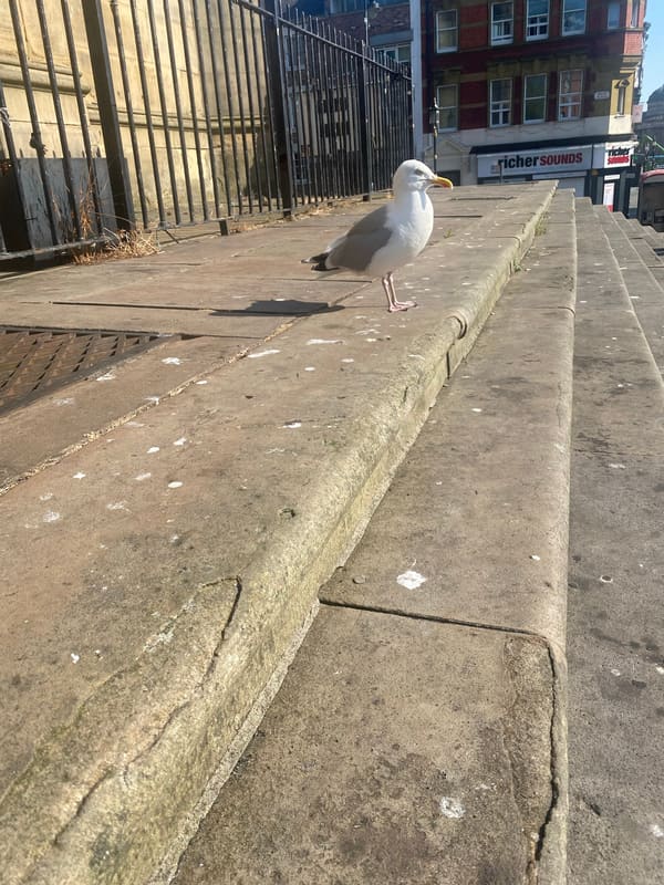 European Herring Gull photographed by Jess