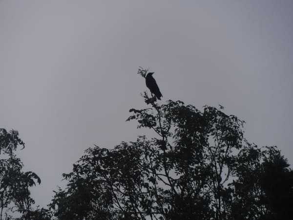 Northern Raven photographed by Jess