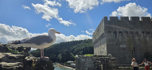 European Herring Gull photographed by Jess