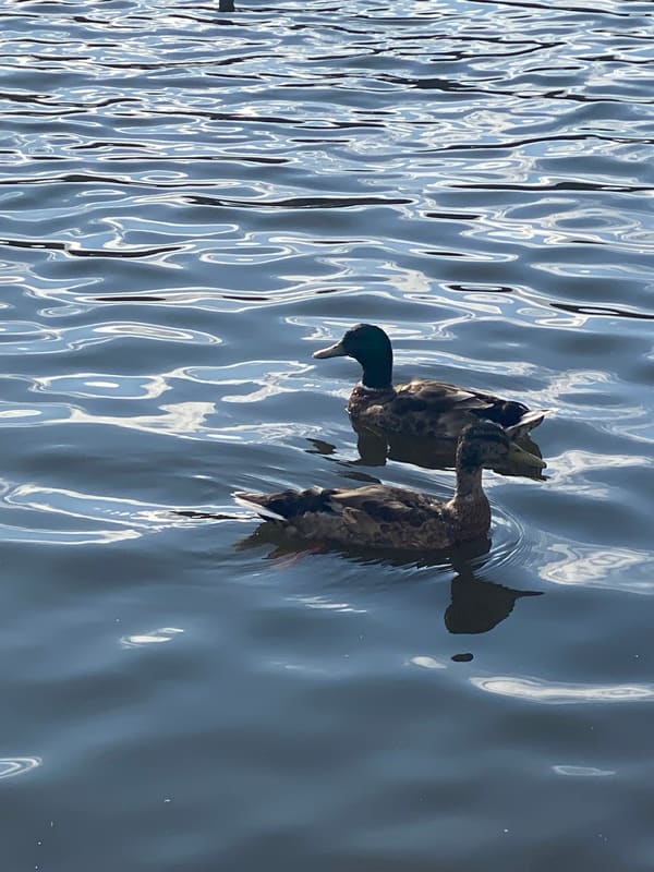 Mallard photographed by Jess