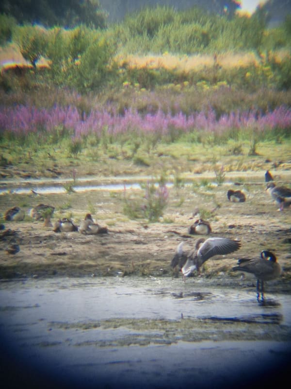 Greylag Goose photographed by Jess