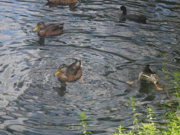Mallard photographed by Jess