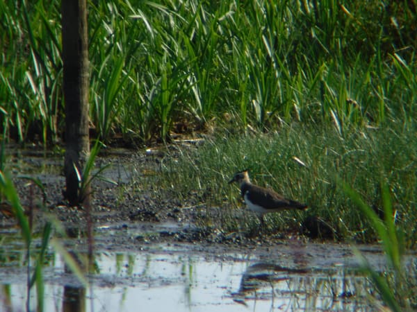 Northern Lapwing photographed by Jess