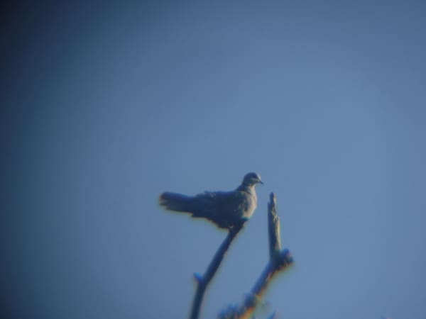 Eurasian Collared Dove photographed by Jess