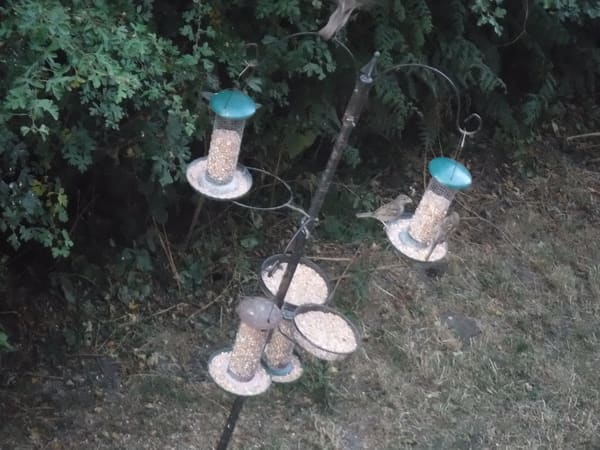 House Sparrow photographed by Jess