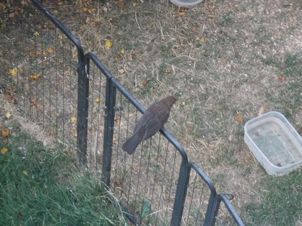 Common Blackbird photographed by Jess