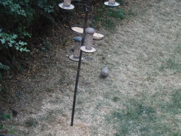 Eurasian Collared Dove photographed by Jess