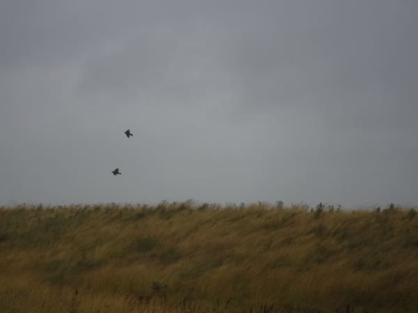 Common Starling photographed by Jess