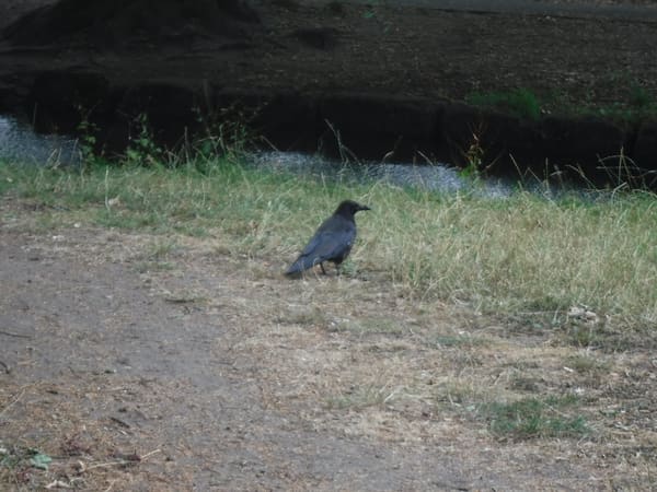 Northern Raven photographed by Jess