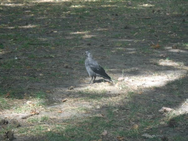 Western Jackdaw photographed by Jess