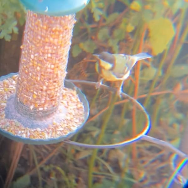 Great Tit photographed by Jess