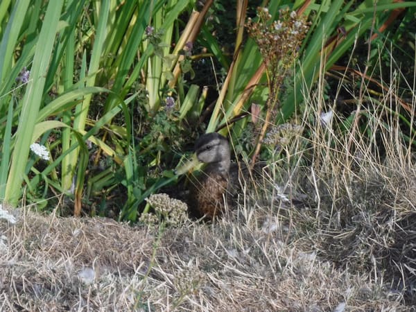 Mallard photographed by Jess