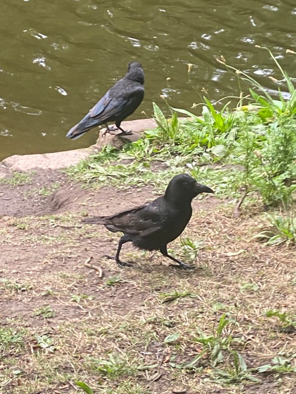 Carrion Crow photographed by Jess