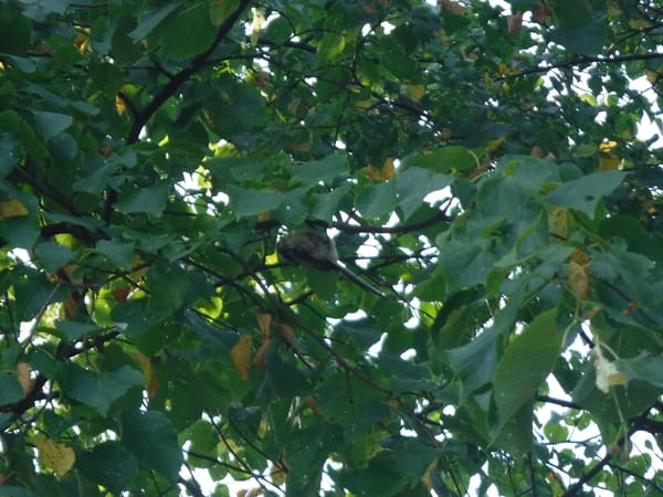 Long-tailed Tit photographed by Jess