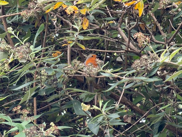European Robin photographed by Jess