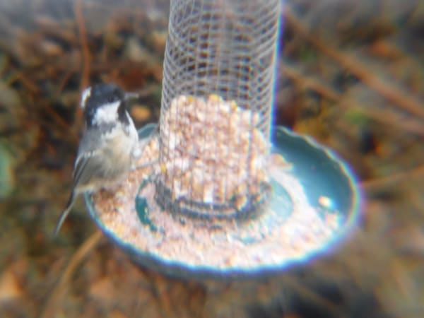 Coal Tit photographed by Jess