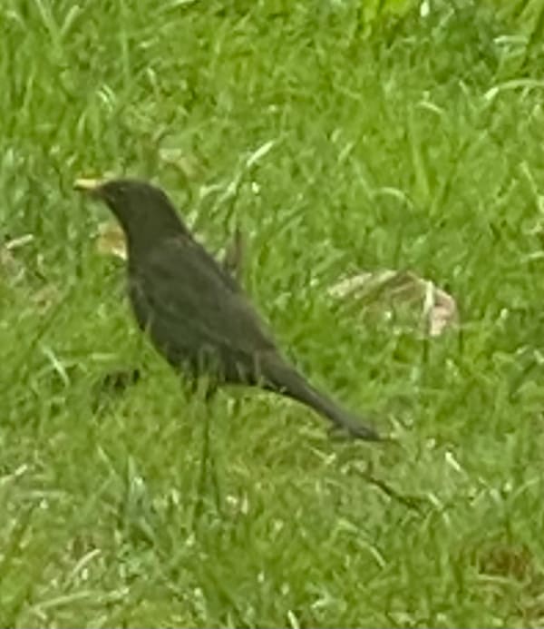 Common Blackbird photographed by Jess