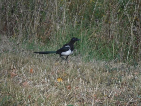 Eurasian Magpie photographed by Jess