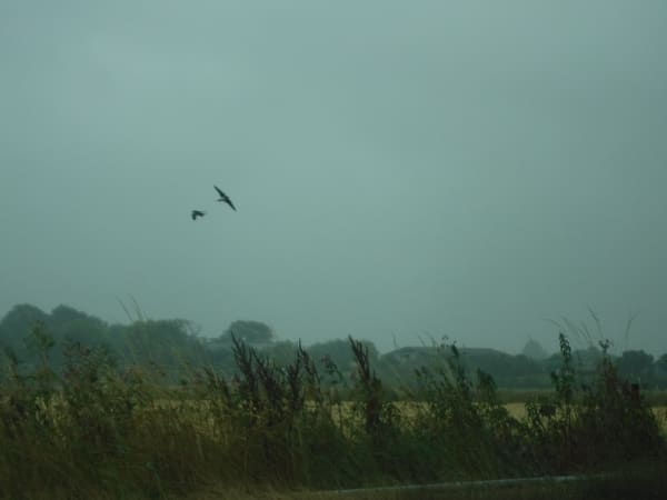 Western House Martin photographed by Jess