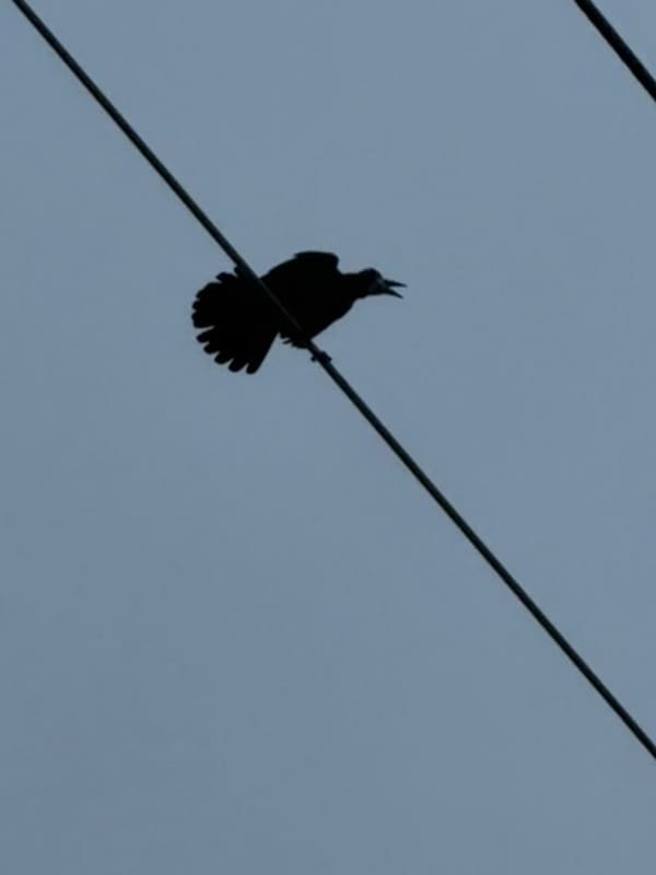 Rook photographed by Jess