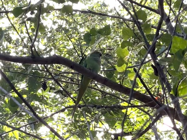 Rose-ringed Parakeet photographed by Jess