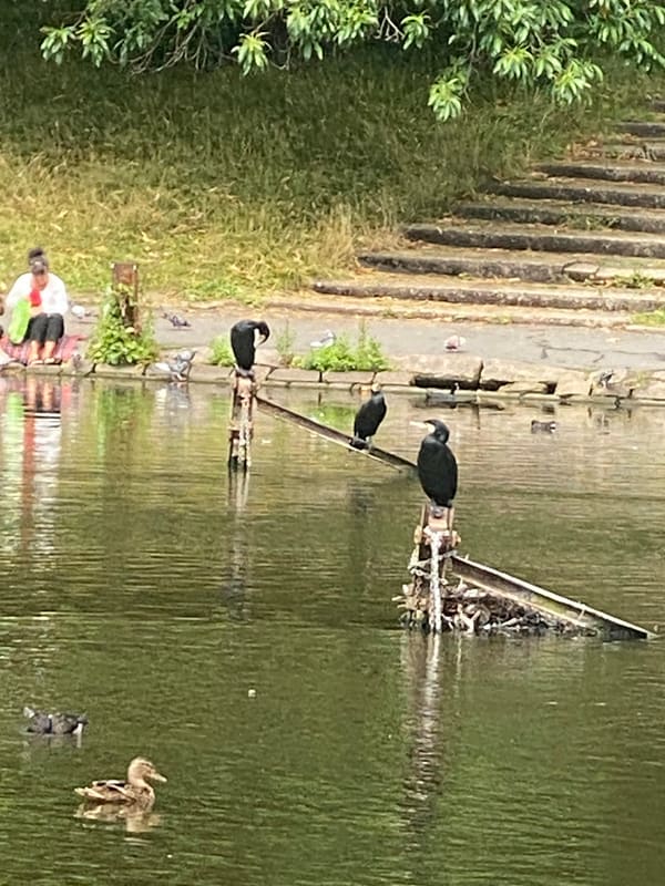 Great Cormorant photographed by Jess