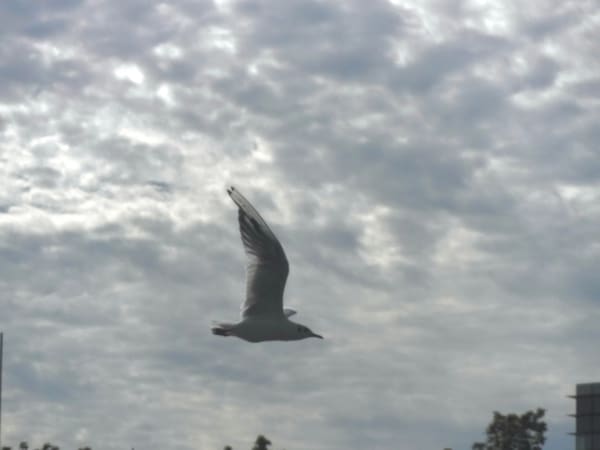 Black-headed Gull photographed by Jess