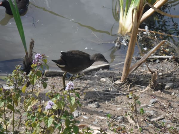Common Moorhen photographed by Jess