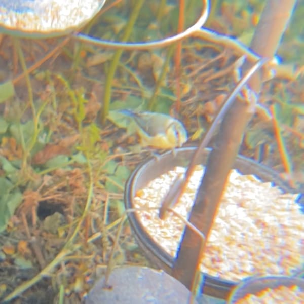 Eurasian Blue Tit photographed by Jess