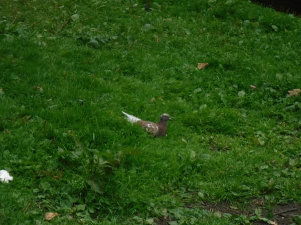 Rock Dove photographed by Jess