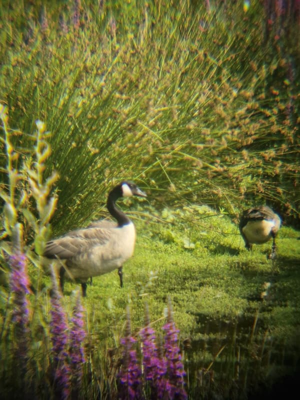 Canada Goose photographed by Jess