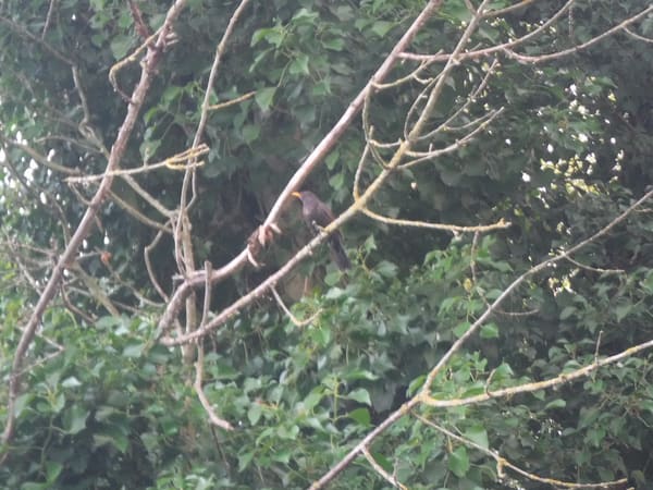 Common Blackbird photographed by Jess