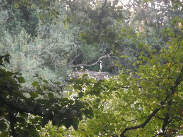 Grey Heron photographed by Jess