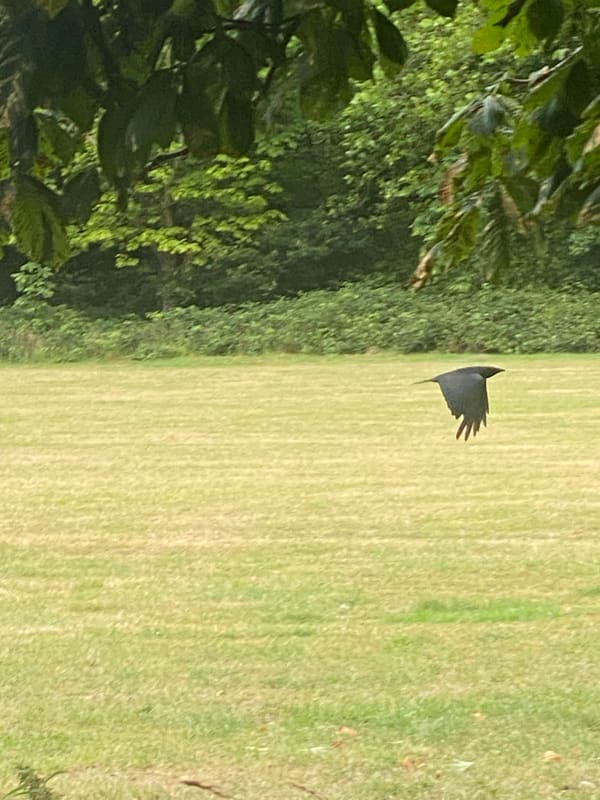 Carrion Crow photographed by Jess