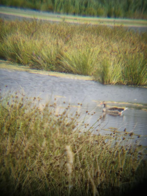Greylag Goose photographed by Jess