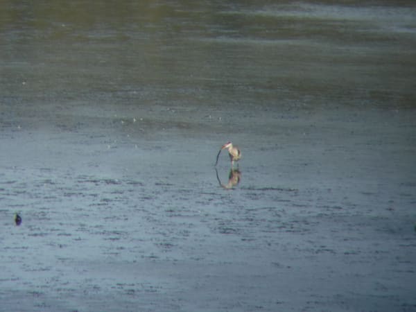 Grey Heron photographed by Jess