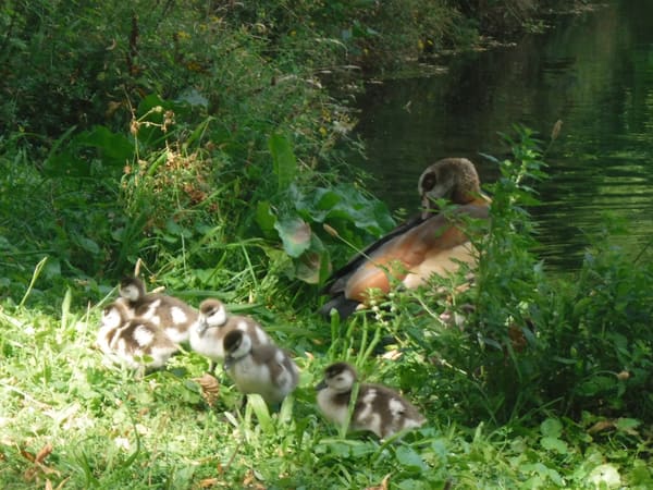 Egyptian Goose photographed by Jess