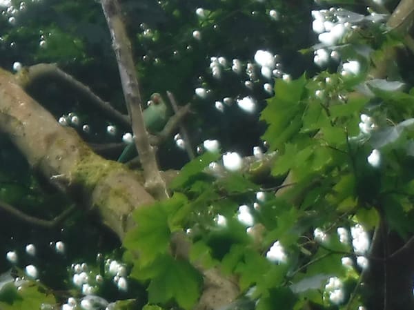 Ring-Necked Parakeet photographed by Jess
