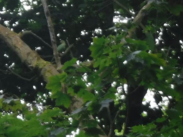 Ring-Necked Parakeet photographed by Jess