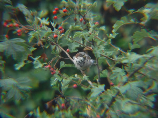 House Sparrow photographed by Jess