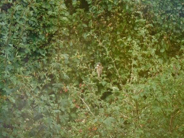 House Sparrow photographed by Jess