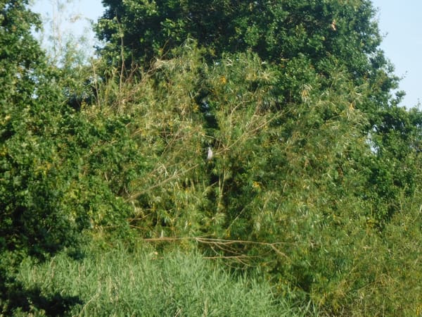 Common Wood Pigeon photographed by Jess