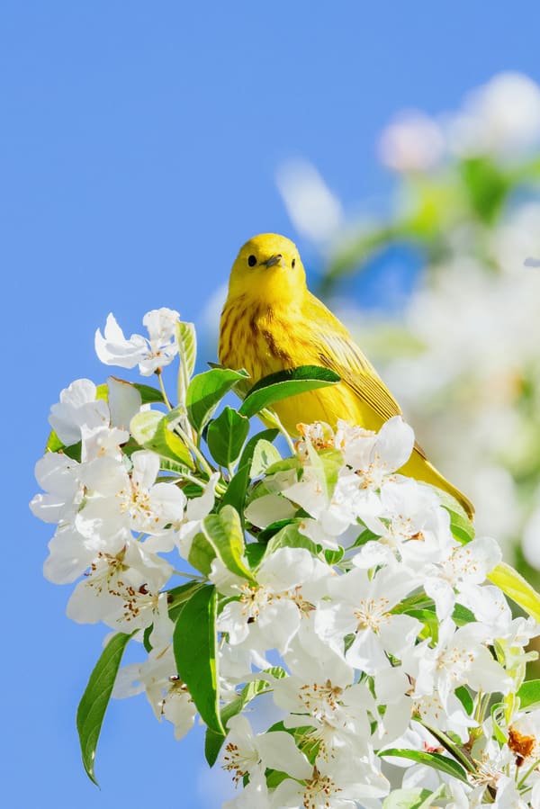 Mangrove Warbler photographed by Hassan