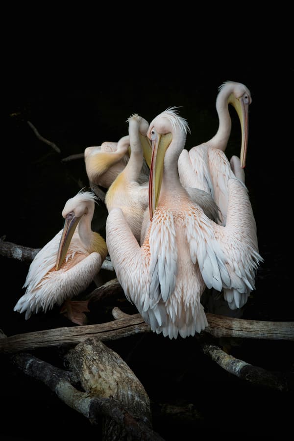 American White Pelican photographed by Hassan