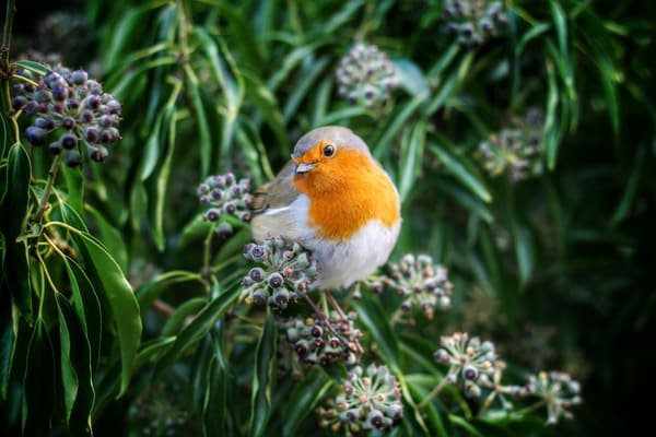 European Robin photographed by Hassan