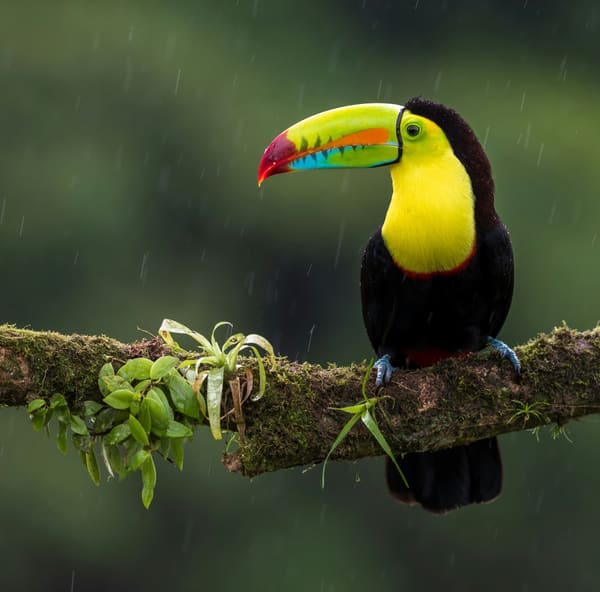 Keel-billed Toucan photographed by Hassan